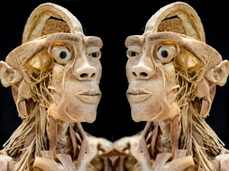 Real Human Bodies - Rende/Cosenza